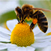 bee on flower