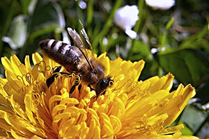 bee and flower